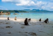 夢境中的猴子之旅，夢境中的猴子之旅之旅的奇幻探索