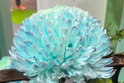 年產(chǎn)值超5000億元！“鮮花經(jīng)濟”一路生花