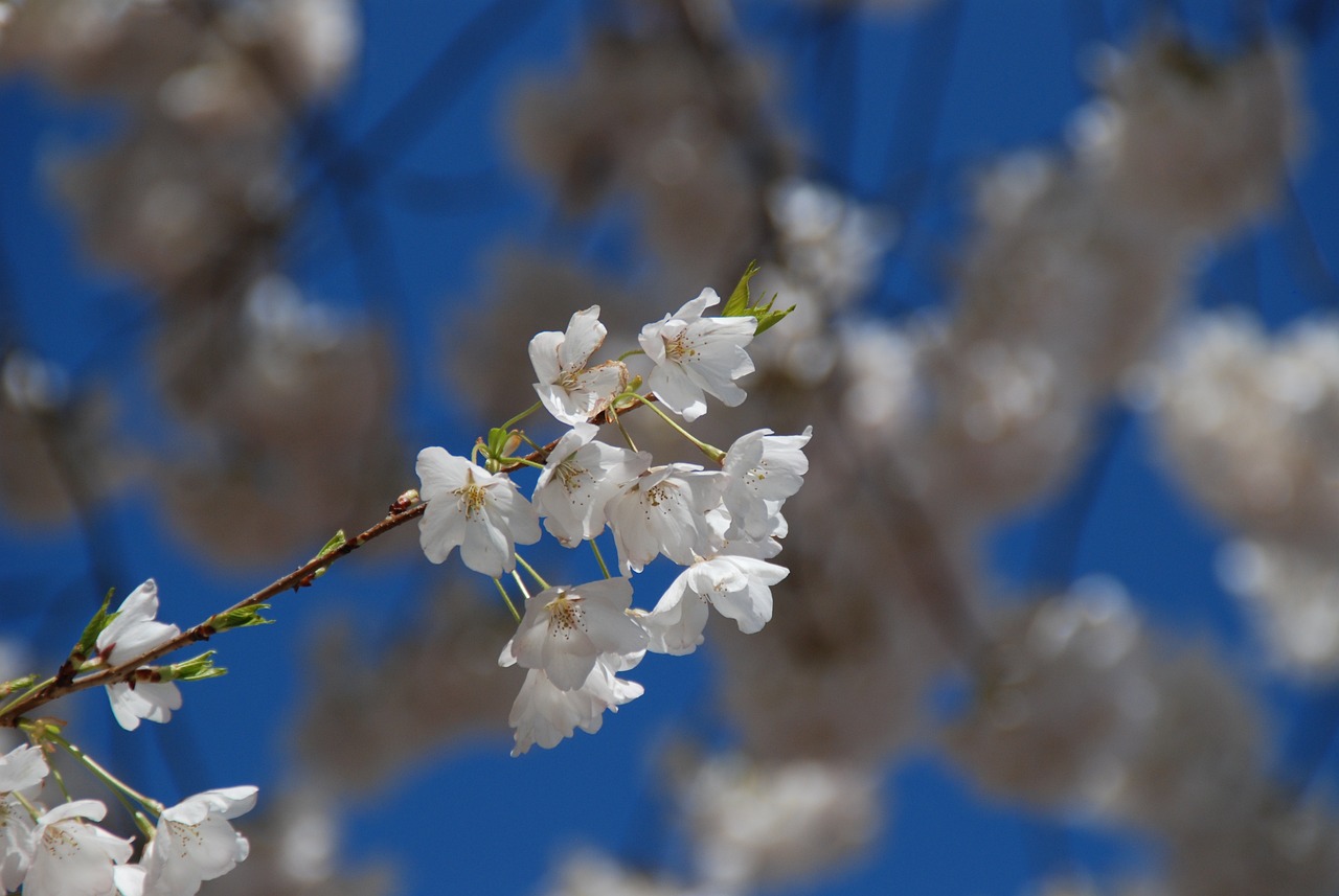 夢(mèng)到花開(kāi)，生命的綻放與希望的啟示