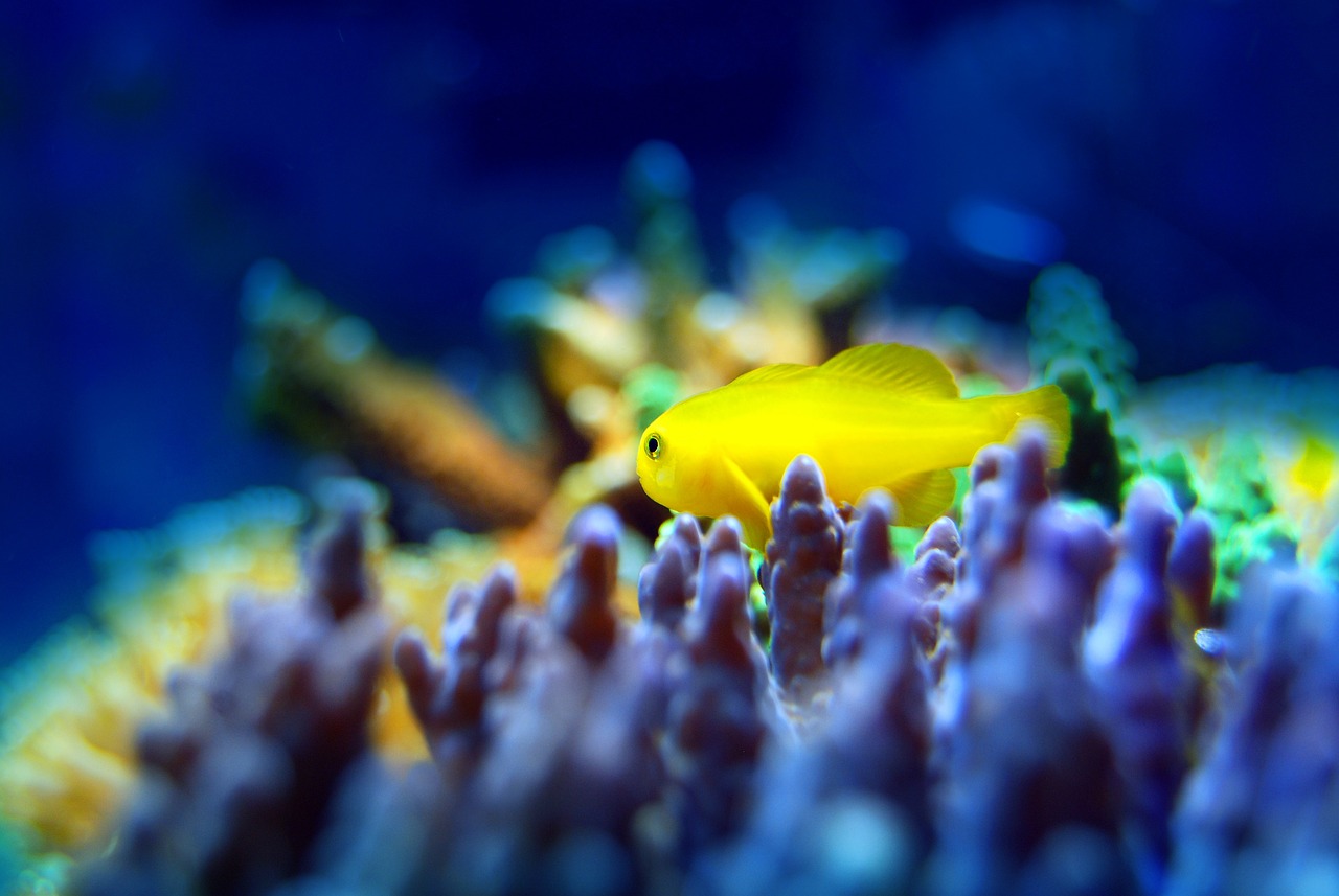 夢(mèng)中的魚(yú)之海，一場(chǎng)與小魚(yú)的奇妙邂逅