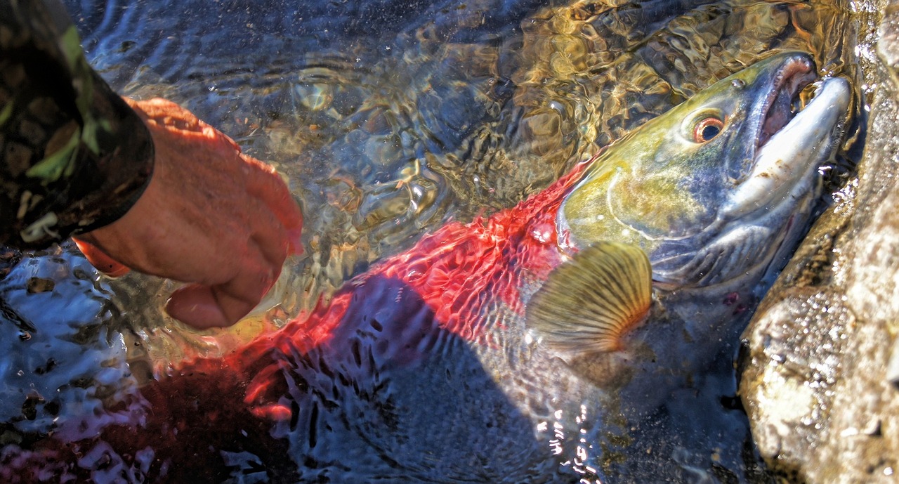夢(mèng)中魚影——釣魚魚跑的遐想