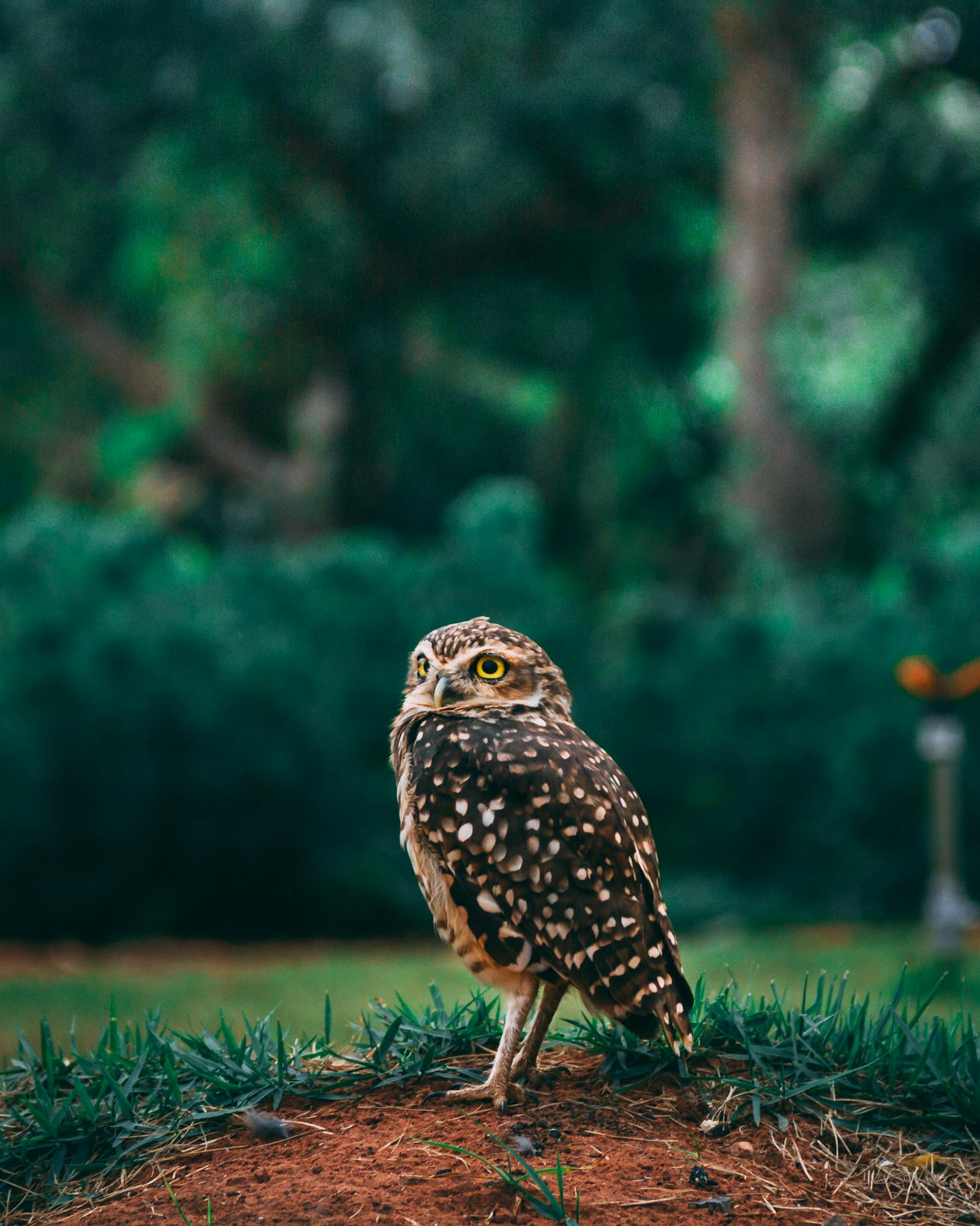 夢中的小動物世界，一場奇妙的夢境之旅