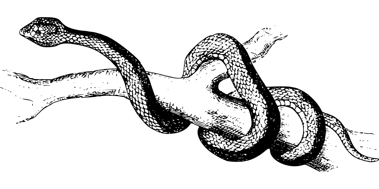 夢(mèng)魘之蛇，蛇咬手之謎，夢(mèng)魘之蛇，蛇咬手之謎的解析