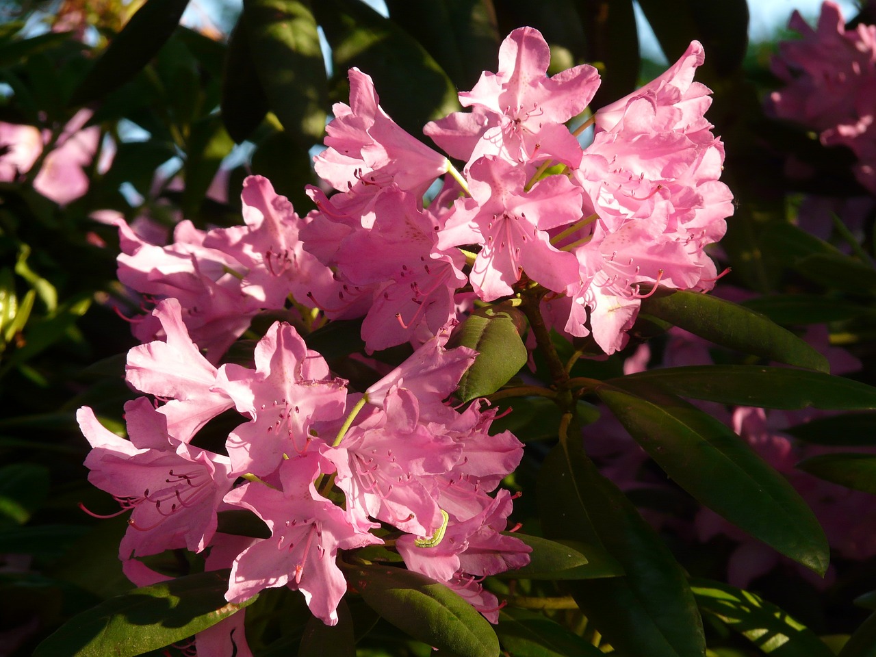 草莓之夢(mèng)，一場(chǎng)甜蜜的幻游