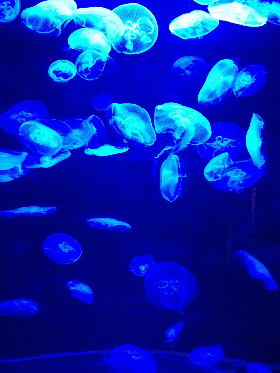夢到彩色的魚，一場神秘而多彩的夢境之旅
