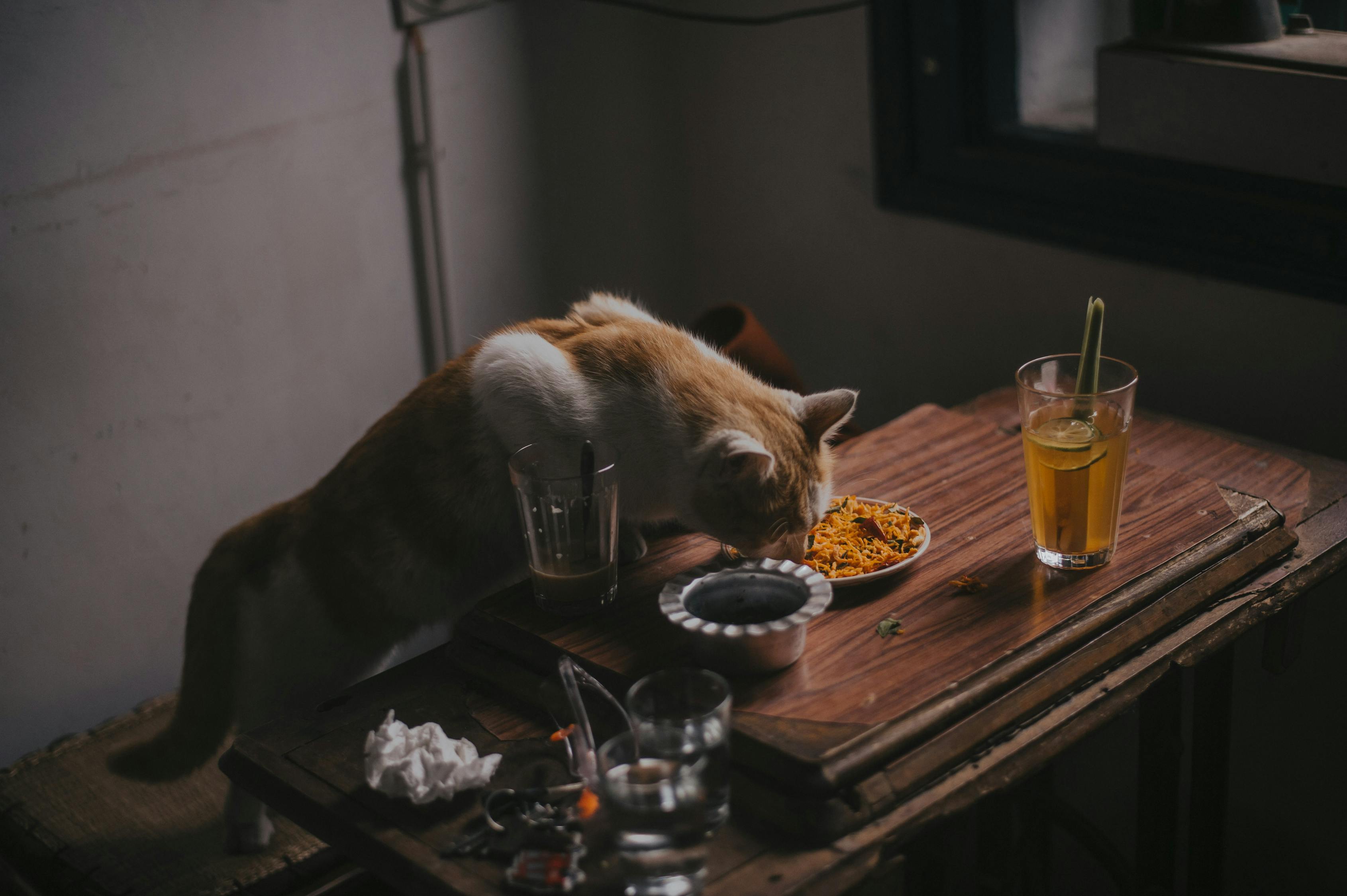 夢中奇遇，我生下了一只貓