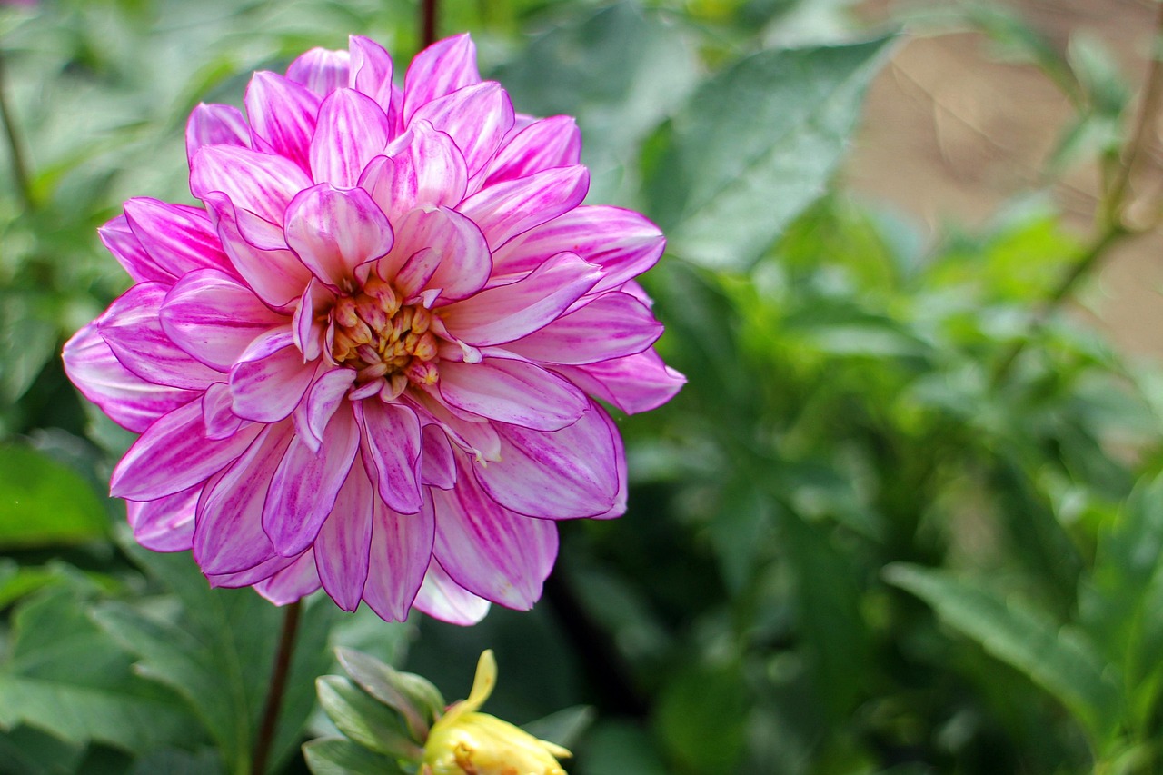 夢(mèng)中花開花落，探尋心靈之境